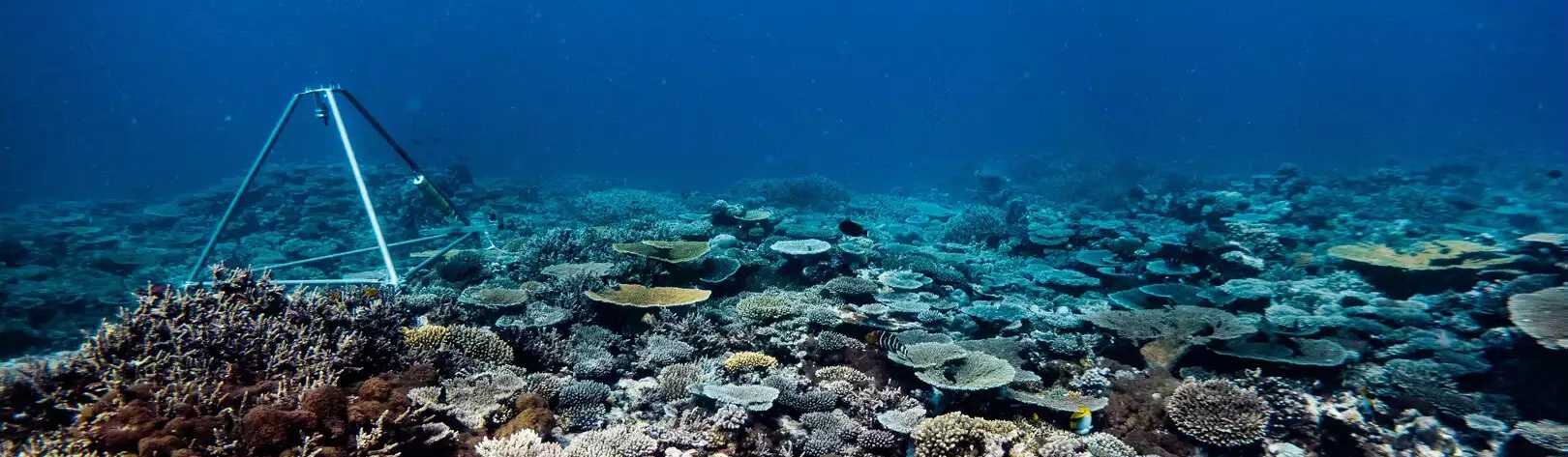 Bannière de Reef Pulse