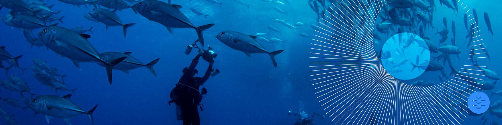 Bannière de European Marine Biological Resource Centre