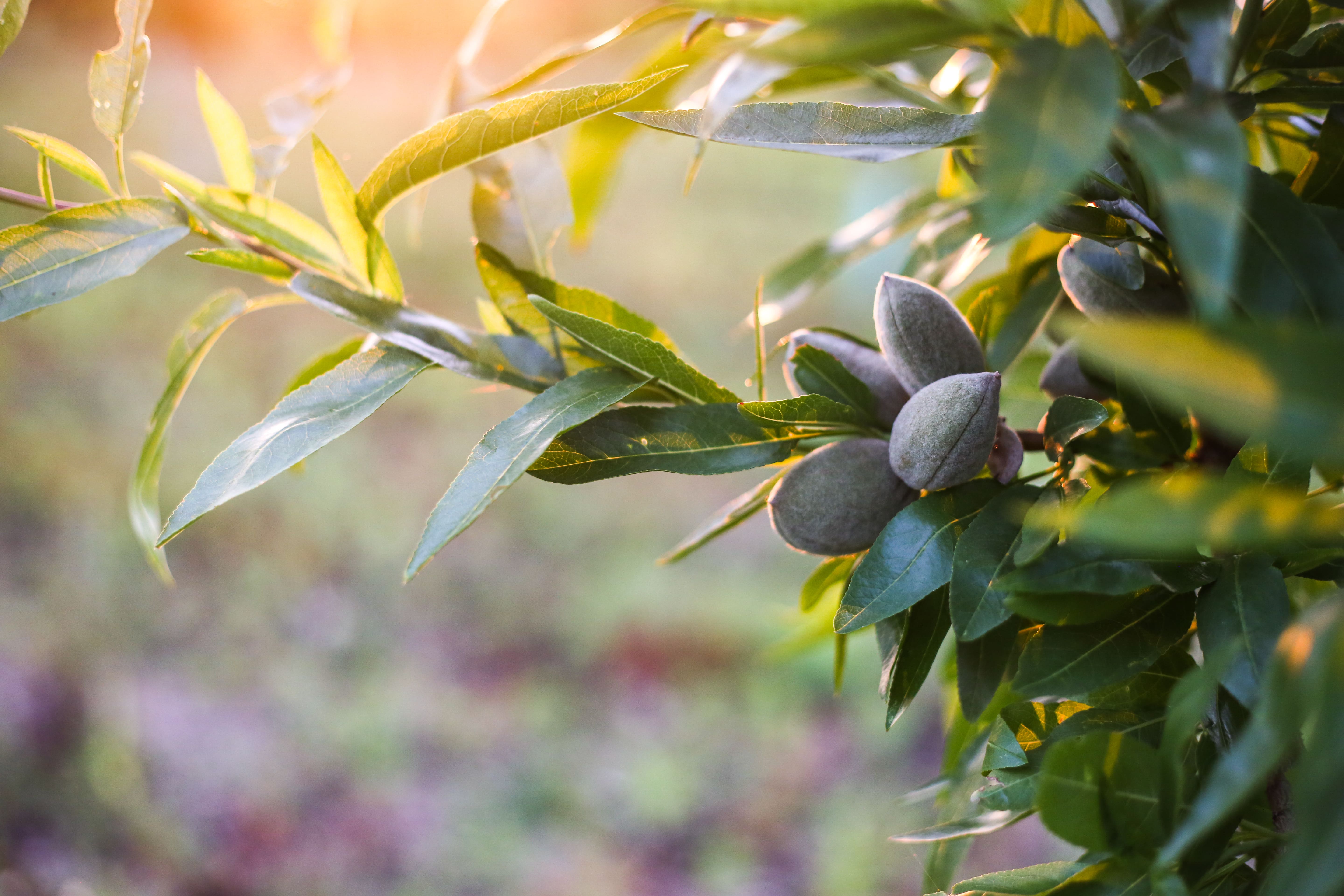 Bannière de GreenPods