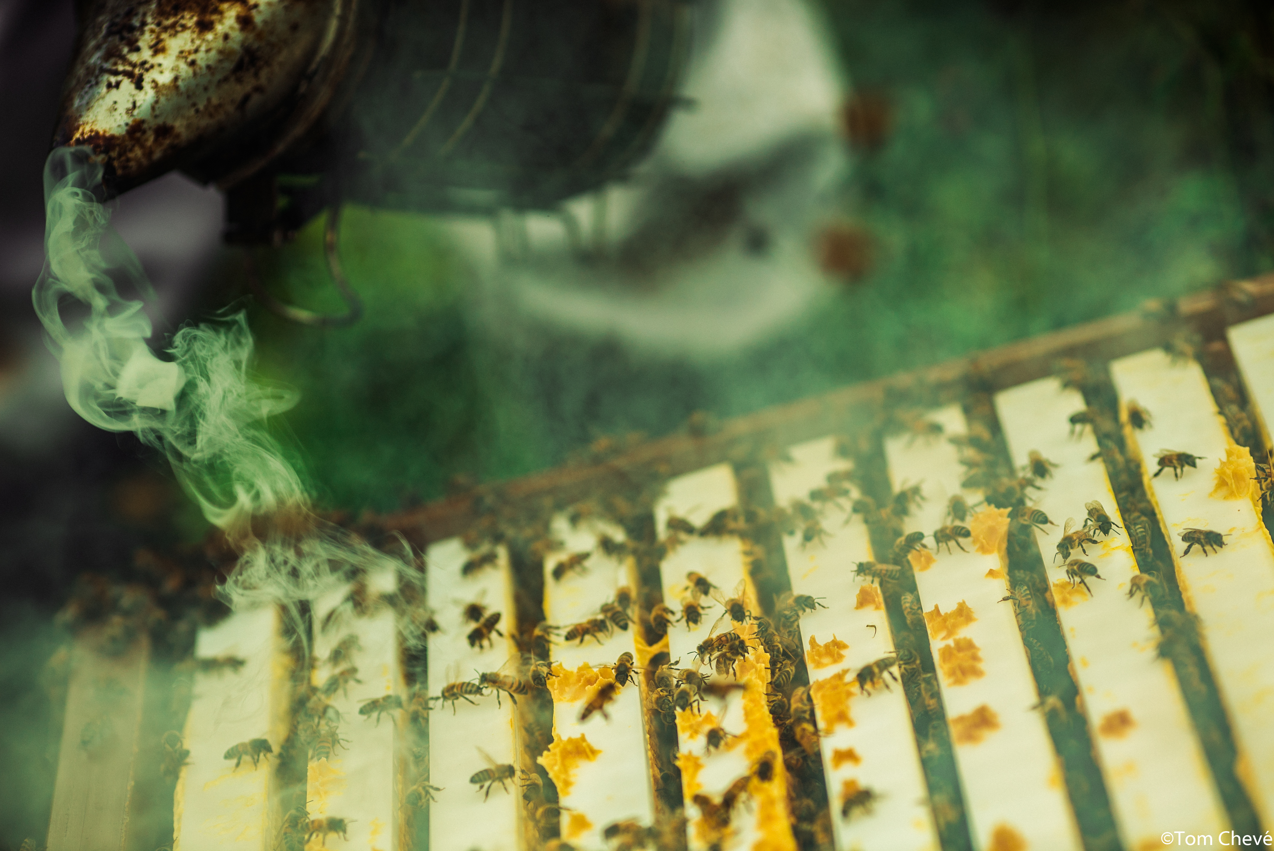 Modalités de la formation 🐝