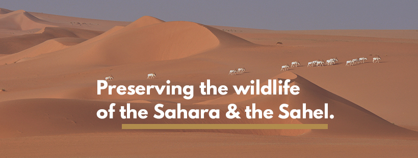 Bannière de Sahara Conservation