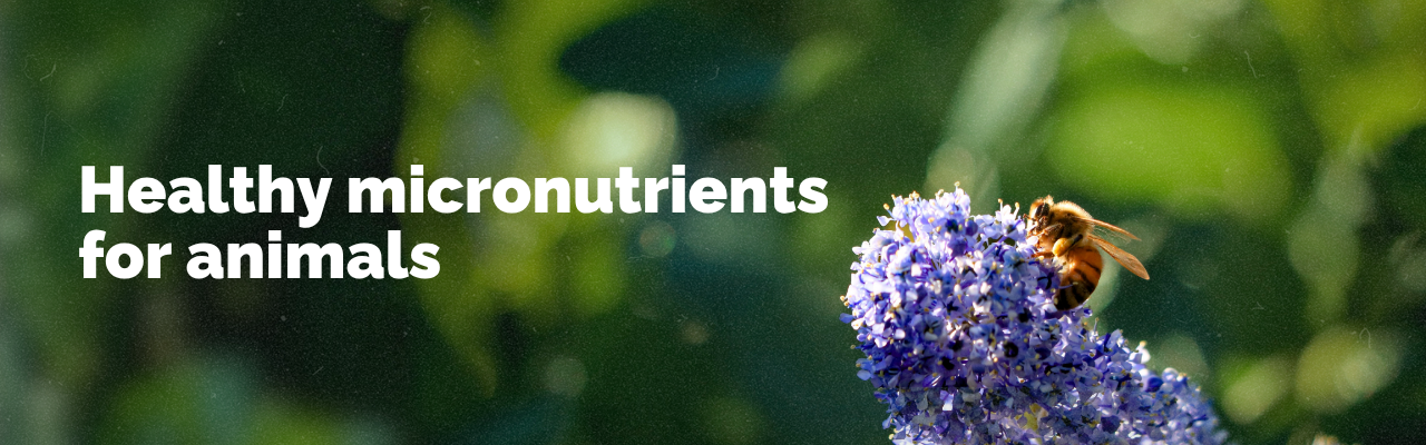 Bannière de Oligofeed